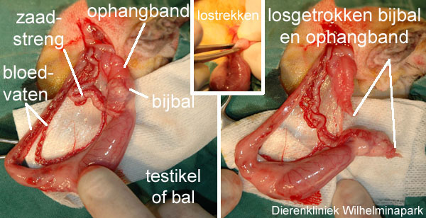 castratie konijn: de bal en de bijbal worden in kaart gebracht.